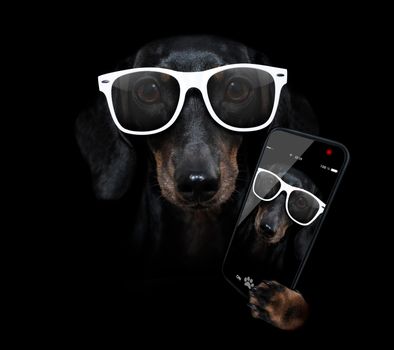 sausage dachshund dog isolated on black dark dramatic background looking at you frontal, taking a slefie with smartphone