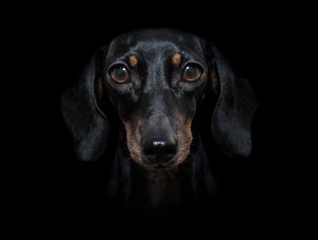 sausage dachshund dog isolated on black dark dramatic background looking at you frontal