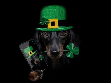 st patricks  day dachshund sausage  dog with lucky clover isolated on black dark dramtic  background, taking selfie