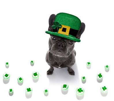 st patricks  day french bulldog dog with lucky clover isolated on black dark dramtic  background