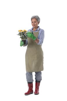 Gardening. Mature woman gardener worker with flowers in pot isolated on white background, full length portrait