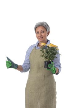 Gardening. Mature woman gardener worker with flowers in pot isolated on white background