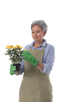 Gardening. Mature woman gardener worker with flowers in pot isolated on white background