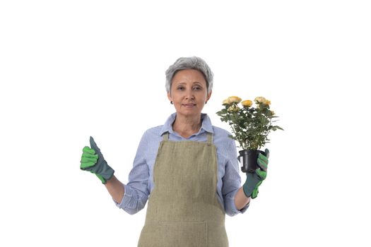 Gardening. Mature woman gardener worker with flowers in pot isolated on white background