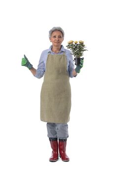 Gardening. Mature woman gardener worker with flowers in pot isolated on white background