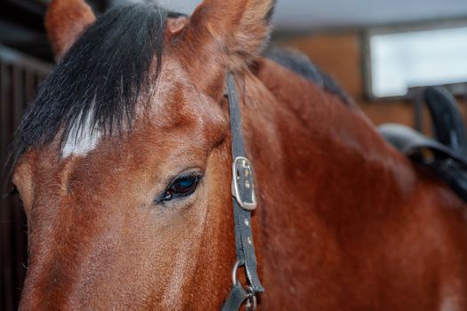 Close up portrait of a beautiful horse in a stable. Brown color