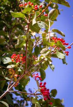 Detail of the branch of a bush with some red berries on a sunny day
