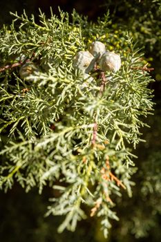 Close-up of the green needles of fir and a group of fruits in the branch