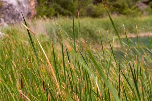 Detail of green grass blades in a marsh by a lake