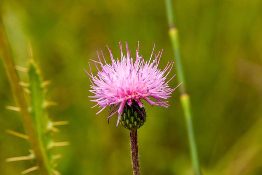 Detail of a pink thistle against a blurry green background