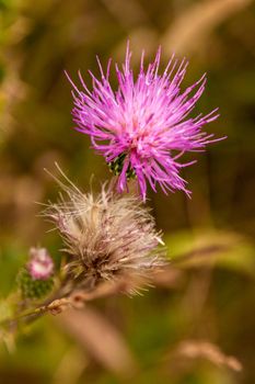 Detail of a pink thistle flower against a blurry brown background