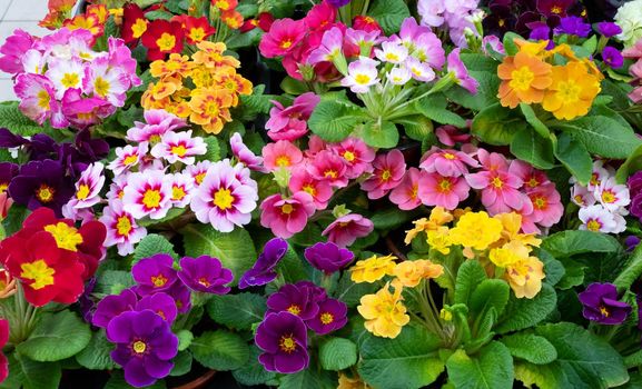 Primrose is multicolored in full bloom. Primula vulgaris blooms