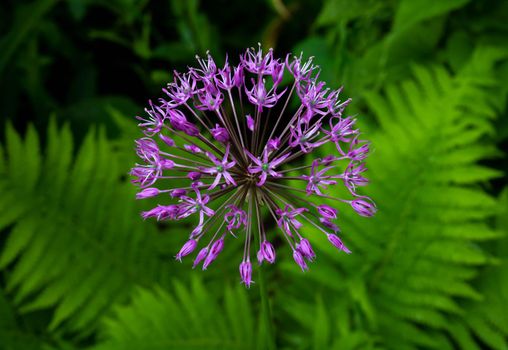 Allium sort Mercurius: ornamental onion blooms in the flower garden in early summer.
