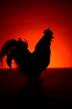 A silhouette of a Rooster during the morning red and orange hues of the sunrise.