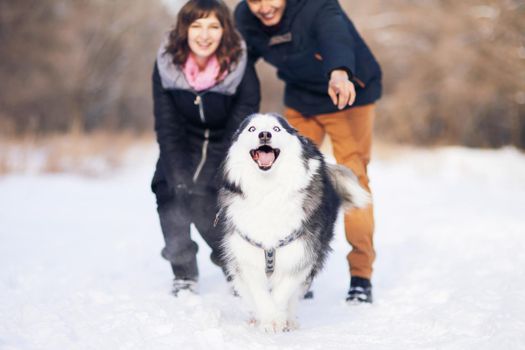 Siberian husky runs in front of a couple walking in a winter park.