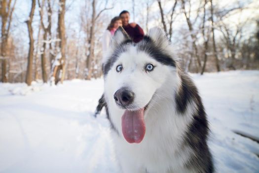 Cheerful muzzle of a dog siberian husky in a winter park, in the background a young couple.