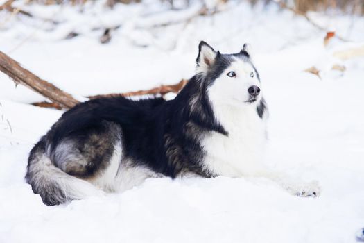 Husky dog in winter lies on the snow in the forest. 