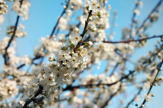 Natural floral background of a blooming fruit tree.