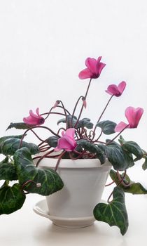 The indoor flower is cyclamen with bright pink flowers surrounded by green leaves on a light background. Front view, copy space