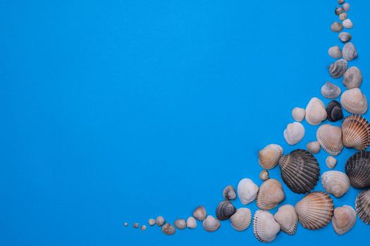 Flat lay seashells on a light blue background. copy space