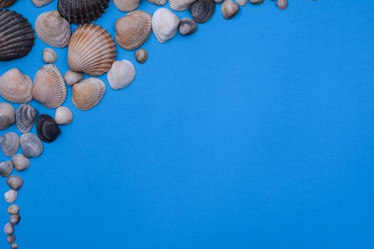 Marine subjects. Seashells on a blue background. summer vacation at the sea. Space for text. Flat lay.