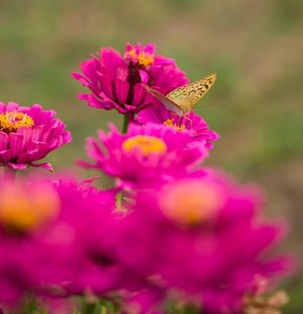 Closed up Butterfly on flower -Blur flower background