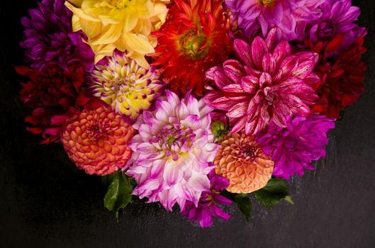 Red, white, yellow dahlia august colorful background. View of multicolor dahlia flowers. Beautiful dahlia flowers on green background. Summer flowers is genus of plants in sunflower family Asteracea