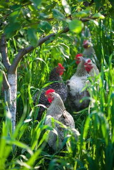 Rooster and Chickens. Free Range Cock and Hens.