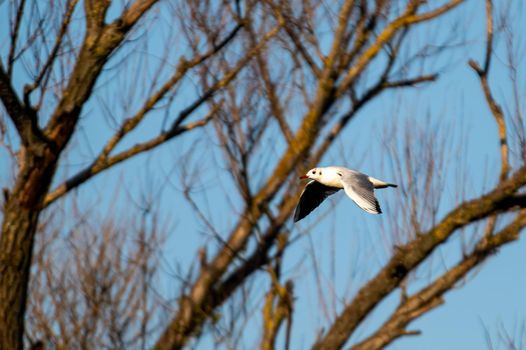 seagull bird flying over the river looking for prey