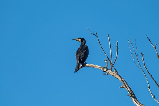 cormorant bird placed on a plant looking for prey on the river
