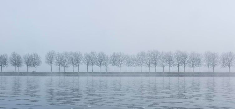 line of trees in the fog along canal in holland on quiet winter morning