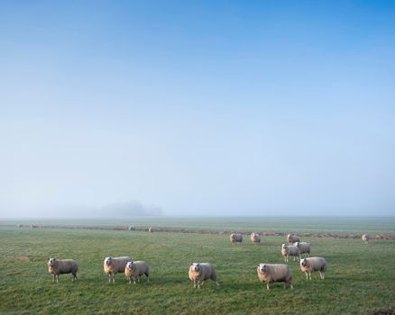 sheep in foggy green meadow near canal in the netherlands under blue sky