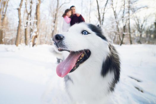 Cheerful muzzle of a dog siberian husky in a winter park, in the background a young couple.