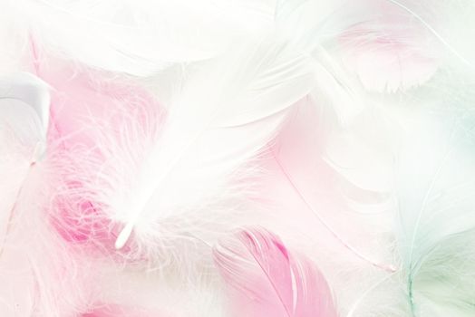 Abstract background. Texture. Pastel colored fluffy bird feathers background