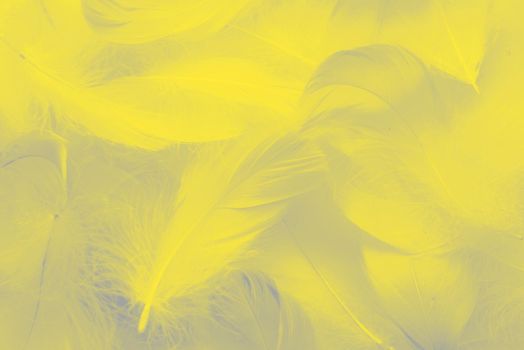 Abstract background. Texture. Fluffy bird feathers colored to the 2021 year colors, ultimate gray and illuminating