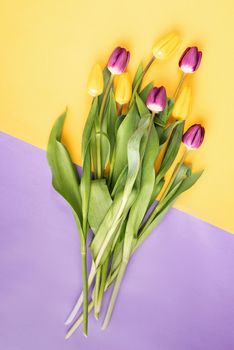 Spring flowers. Minimal. Top view of yellow and purple tulips on double colored background.