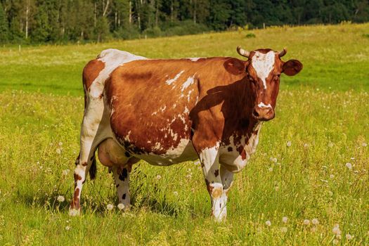 Cow on the pasture in rural area