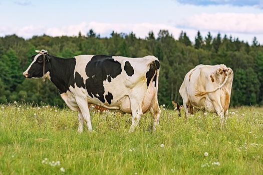 Cow on the pasture in rural area