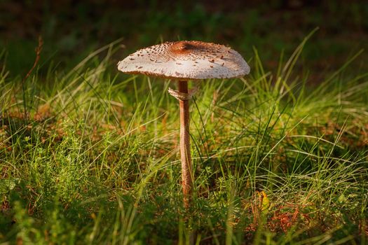 Basidiomycete fungus - Macrolepiota procera, the parasol mushroom