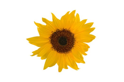 Yellow sunflower over the white background