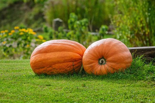 Two bog pumpkins on the lawn in countryside