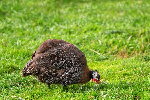 Helmeted guineafowl (Numida meleagris) looking for a food