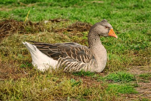 Domestic goose on the lawn in rural area