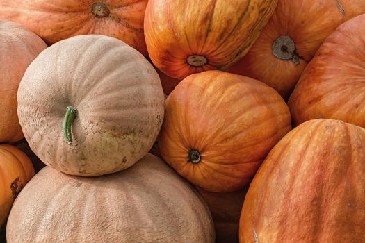 Harvested Crop Pumpkins on the Lawn