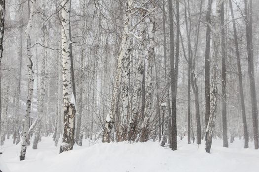 Birch forest in snow background, black-white landscape, beautiful panorama