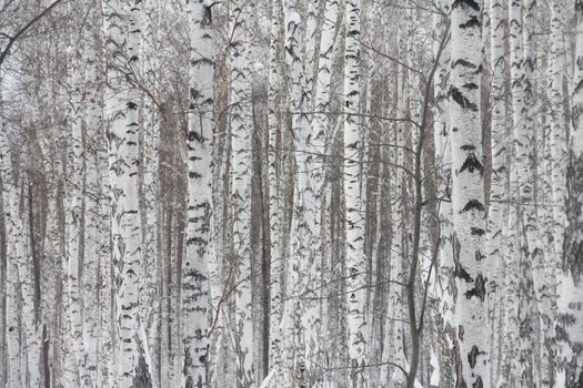 Birch forest in snow background, black-white landscape, beautiful panorama
