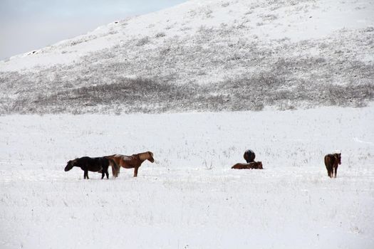 Horses herd graze in a snowy field valley on mountains background south Ural Russia