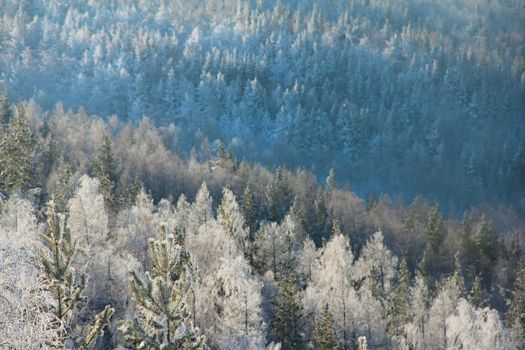 Sunny winter Coniferous Forest Landscape aerial view background Travel serene scenic view