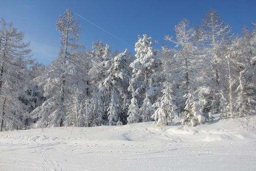 Winter snow mountain landscape with pine trees at ski resort Abzakovo region, Russia, sunny day