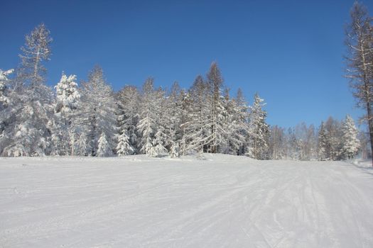 Winter snow mountain landscape with pine trees at ski resort Abzakovo region, Russia, sunny day